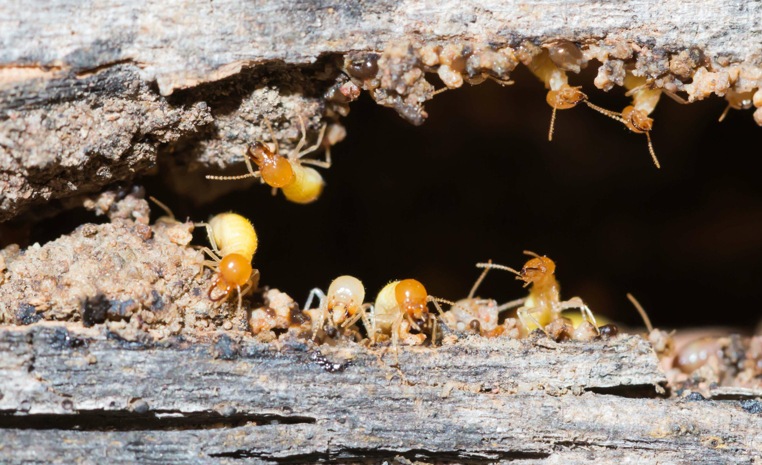 shutterstock_237294991 (1) Termite Inspections