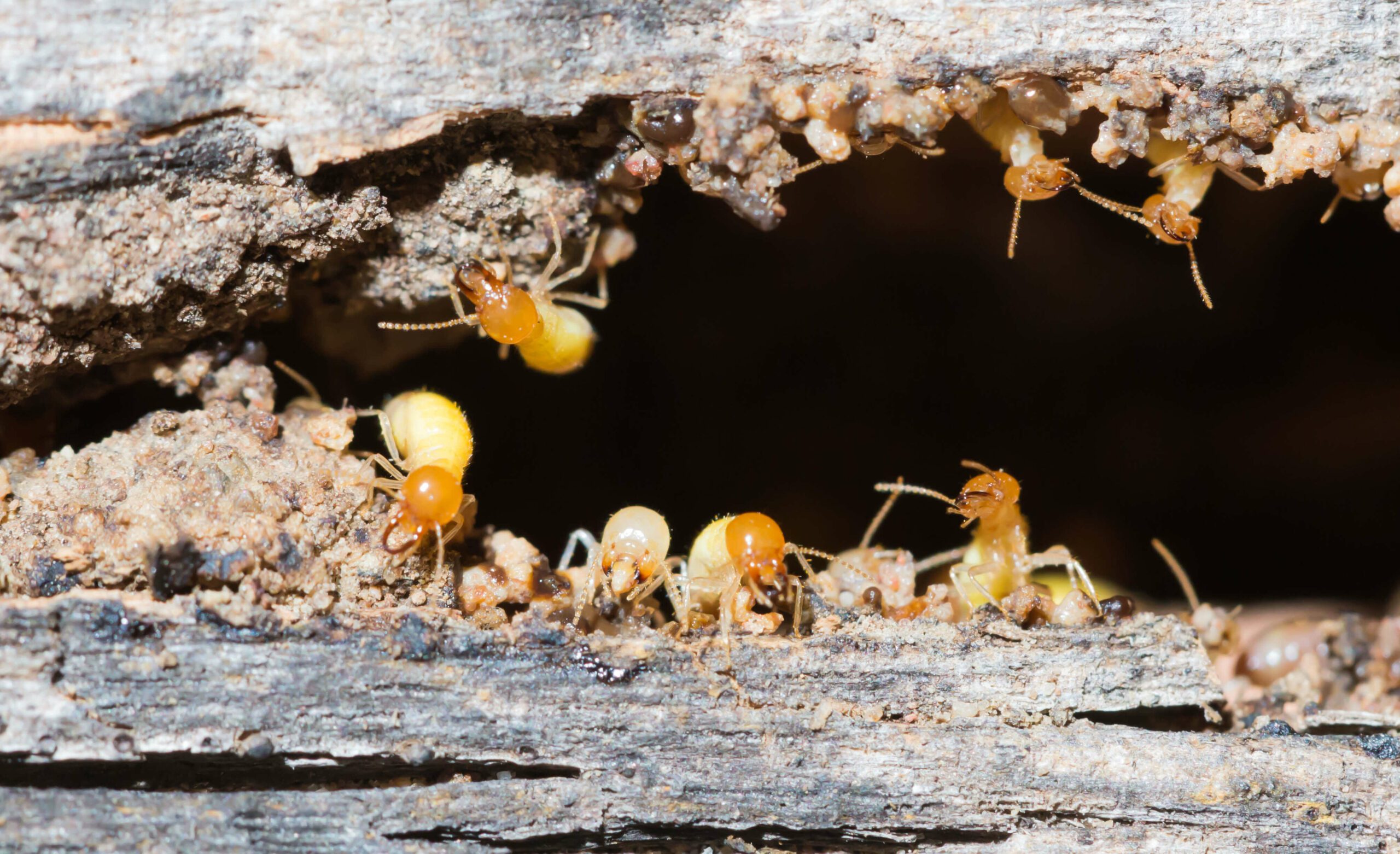 Termite Inspections