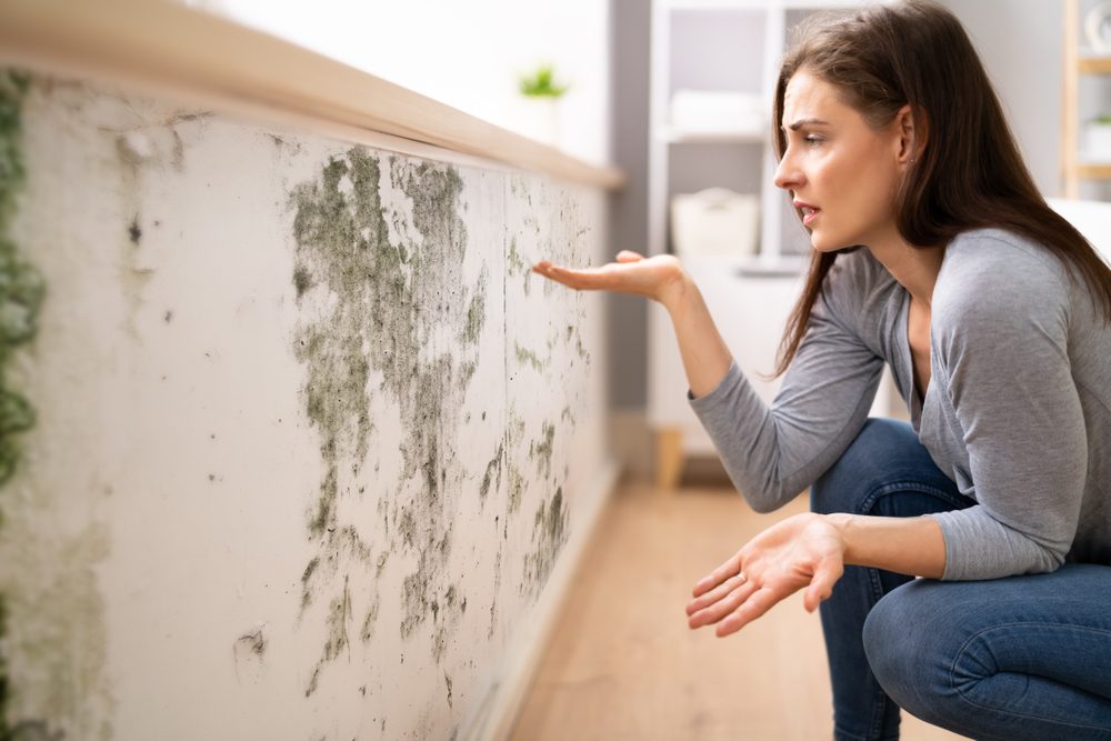 Mold Inspection & Commonly Asked Questions About Mold
