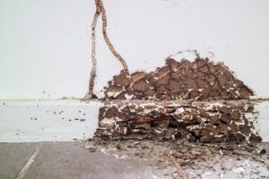 Wood destroying insects and termite inspections. Termite infestation!