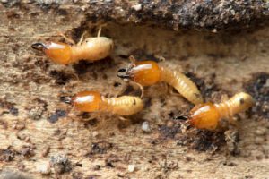 Termite inspection
